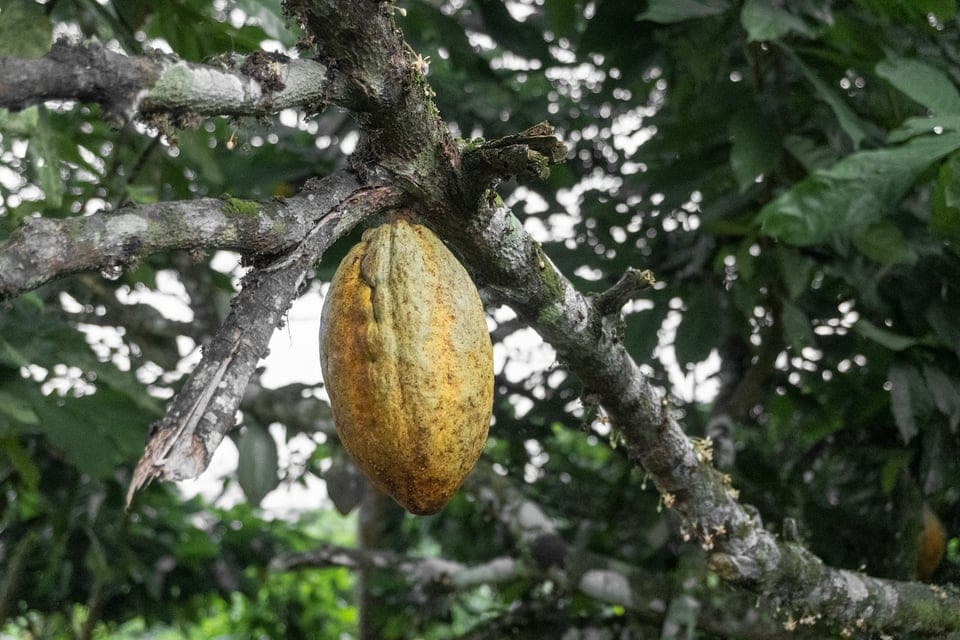 Photograph of a cocoa pod hanging from a tree, in Ghana, by Seyiram Kweku https://unsplash.com/@seyiram (we were looking for an image from Cote d'Ivoire, but could not find one).